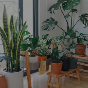 Skin Whitening Toner